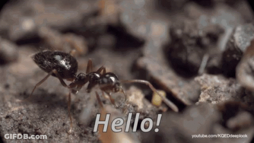 Close Up Of An Ant Saying Hello GIF