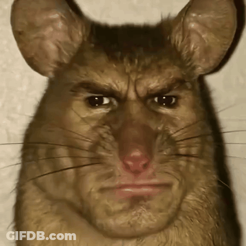 Close Up Of Angry Rat Face GIF