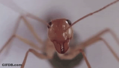 Close Up Of Ant's Head GIF