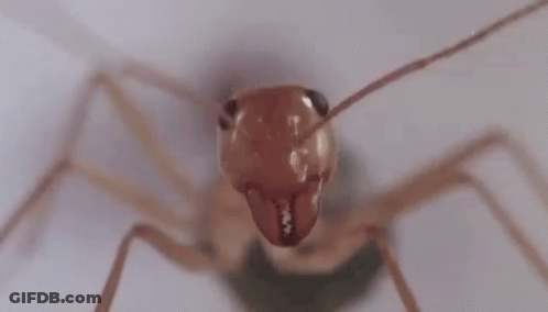 Close Up Of Ant's Head GIF