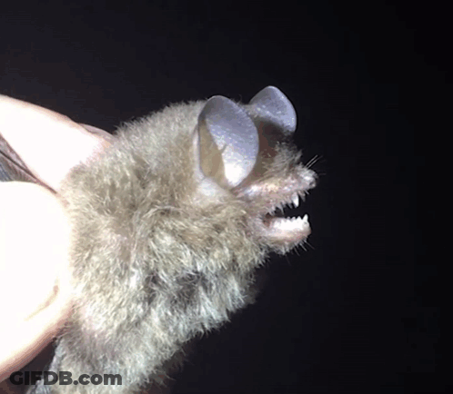 Close Up Of Bat Ear With Mouth Open GIF