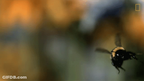 Close Up Of Bee Flying With National Geographic Logo GIF