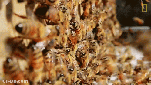 Close Up Of Bees Gathered Together GIF