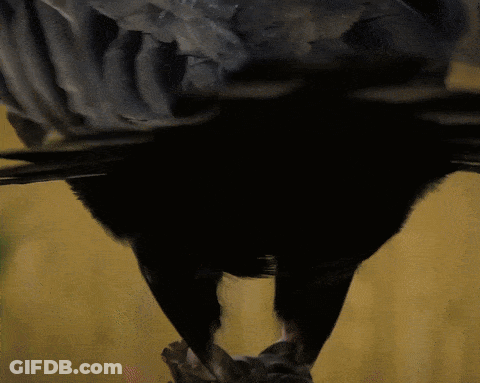 Close Up Of Bird Feathers GIF