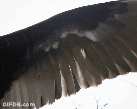 Close Up Of Bird Feathers GIF