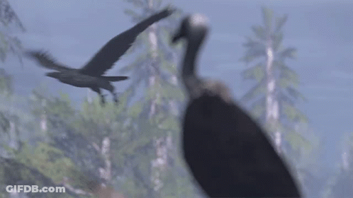 Close Up Of Bird Head With Blurred Background GIF