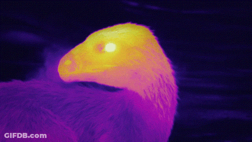 Close Up Of Bird Head With Purple And Yellow Background GIF