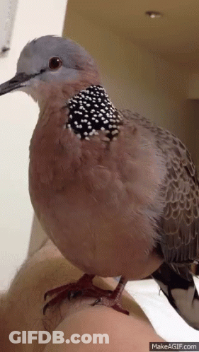Close Up Of Bird On Arm GIF