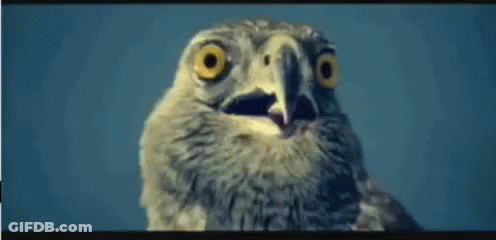 Close Up Of Bird With Mouth Open GIF