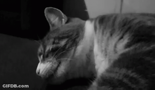 Close Up Of Black And White Cat Face GIF