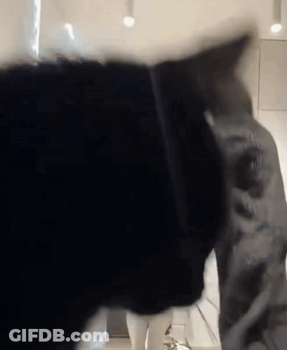 Close Up Of Black And White Cat Head GIF