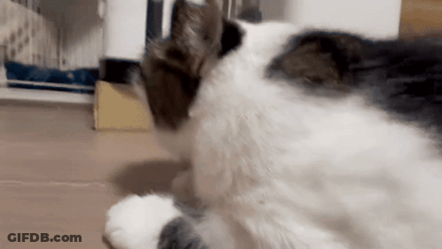 Close Up Of Black And White Cat Laying On Floor GIF