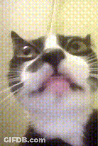 Close Up Of Black And White Cat With Tongue Out GIF