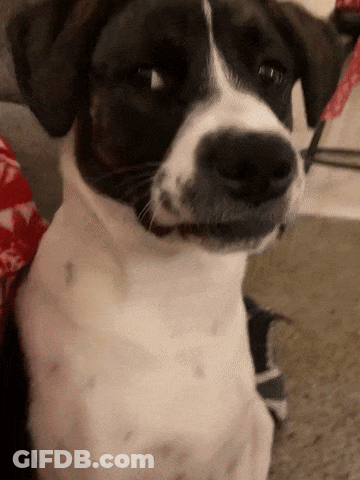 Close Up Of Black And White Dog GIF