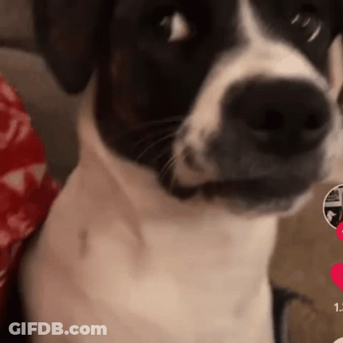 Close Up Of Black And White Dog Face GIF
