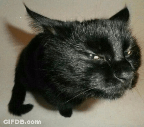 Close Up Of Black Cat's Face GIF