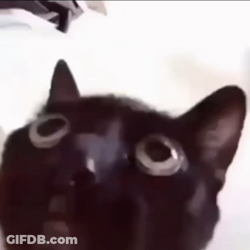 Close Up Of Black Cat With Big Eyes GIF