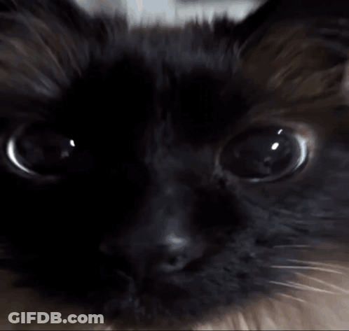 Close Up Of Black Cat With Finger Pointing GIF