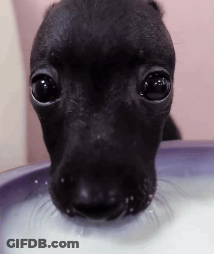 Close Up Of Black Dog Drinking Milk GIF