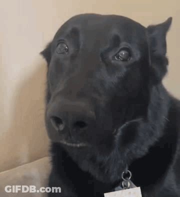 Close Up Of Black Dog Face With Tag GIF