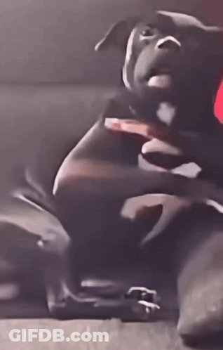 Close Up Of Black Dog Laying On Floor GIF