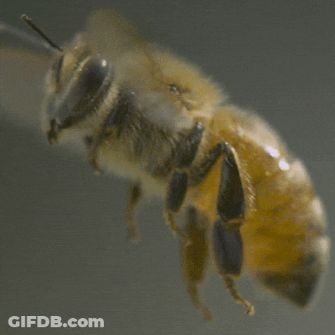 Close Up Of Black-Headed Bee GIF