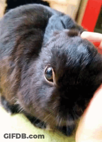 Close Up Of Black Rabbit Being Petted GIF