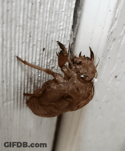 Close Up Of Brown Bug GIF