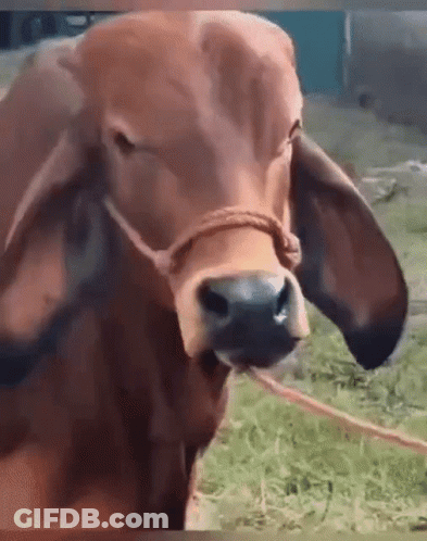 Close Up Of Brown Cow With Rope GIF