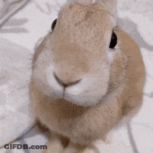Close Up Of Brown Rabbit GIF
