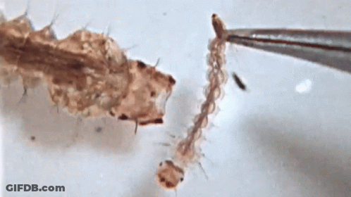 Close-Up Of Bug Held By Tweezers GIF