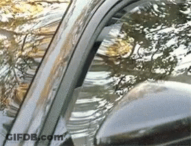 Close Up Of Car Windshield With Trees Reflected GIF