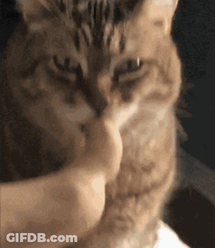 Close Up Of Cat Being Held GIF