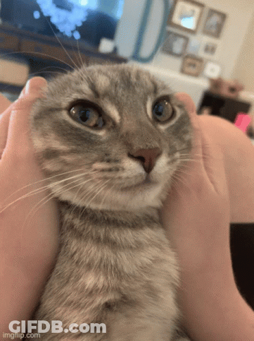 Close Up Of Cat Being Held GIF