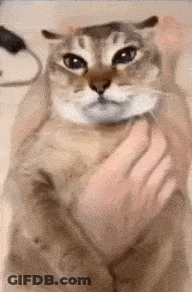 Close Up Of Cat Being Held GIF