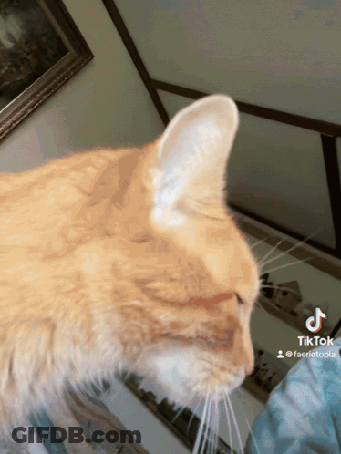 Close Up Of Cat Ear GIF