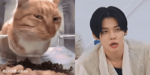 Close Up Of Cat Eating Food Next To Man GIF