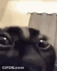 Close Up Of Cat Eyes Looking At Camera GIF