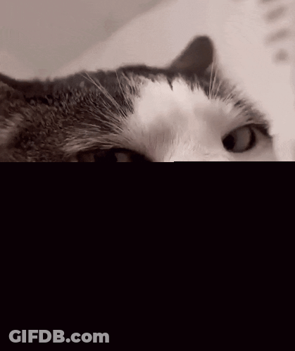 Close Up Of Cat Face GIF