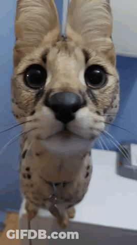 Close Up Of Cat Face Against Blue Wall GIF