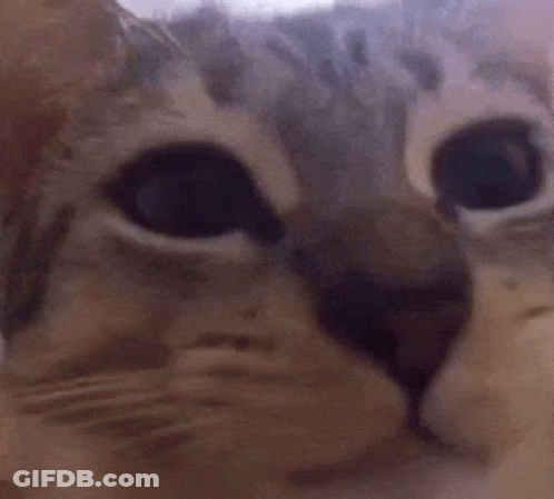 Close Up Of Cat Face And Eyes GIF