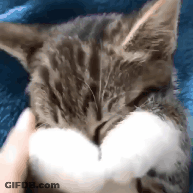 Close Up Of Cat Face Being Pet GIF