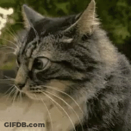 Close Up Of Cat Face Blurred Background GIF