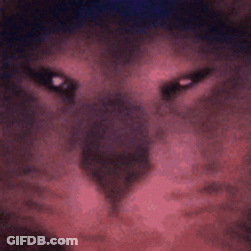 Close Up Of Cat Face Blurred Background GIF