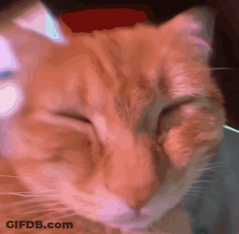 Close Up Of Cat Face Blurry Background GIF