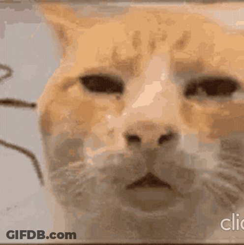 Close Up Of Cat Face Click GIF