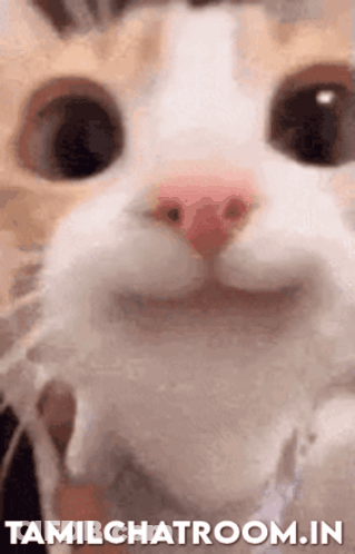Close Up Of Cat Face GIF