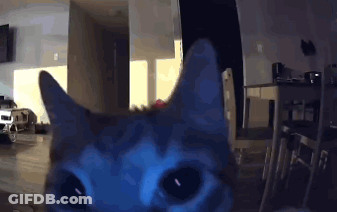 Close Up Of Cat Face In Dark Room GIF