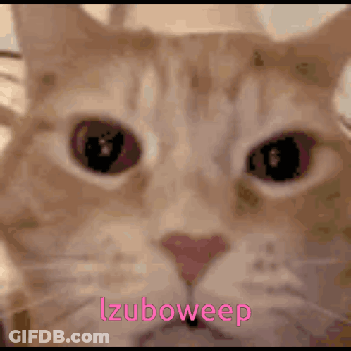 Close Up Of Cat Face Izuboweep GIF