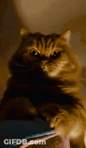 Close Up Of Cat Face GIF